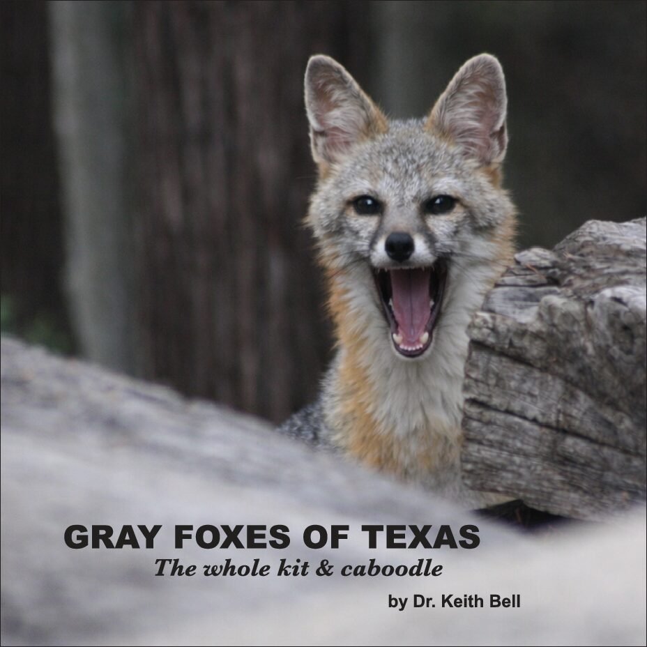 GRAY FOXES of TEXAS The whole kit & caboodle